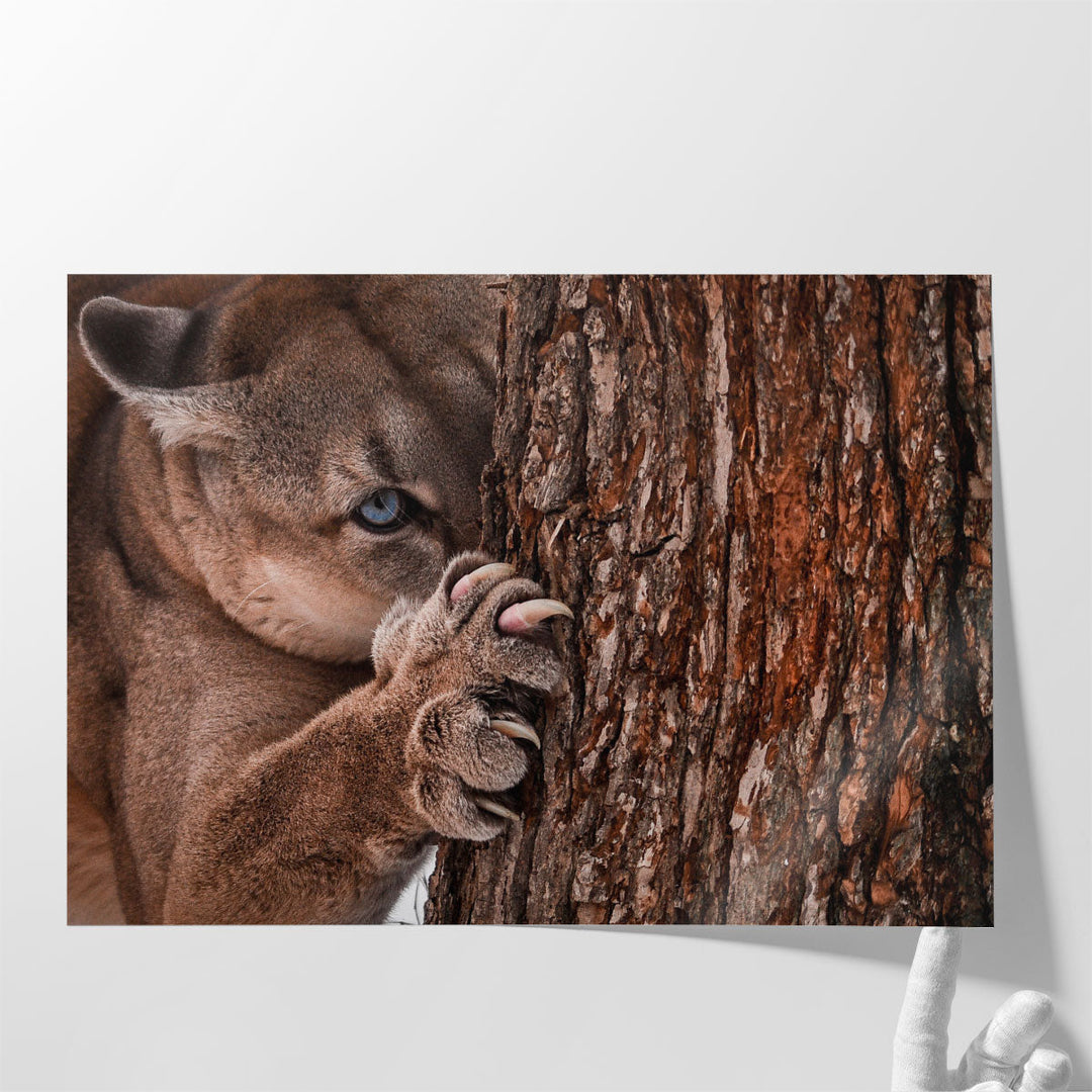 Canadian Cougar Preparing for a Hunt - Canvas Print Wall Art