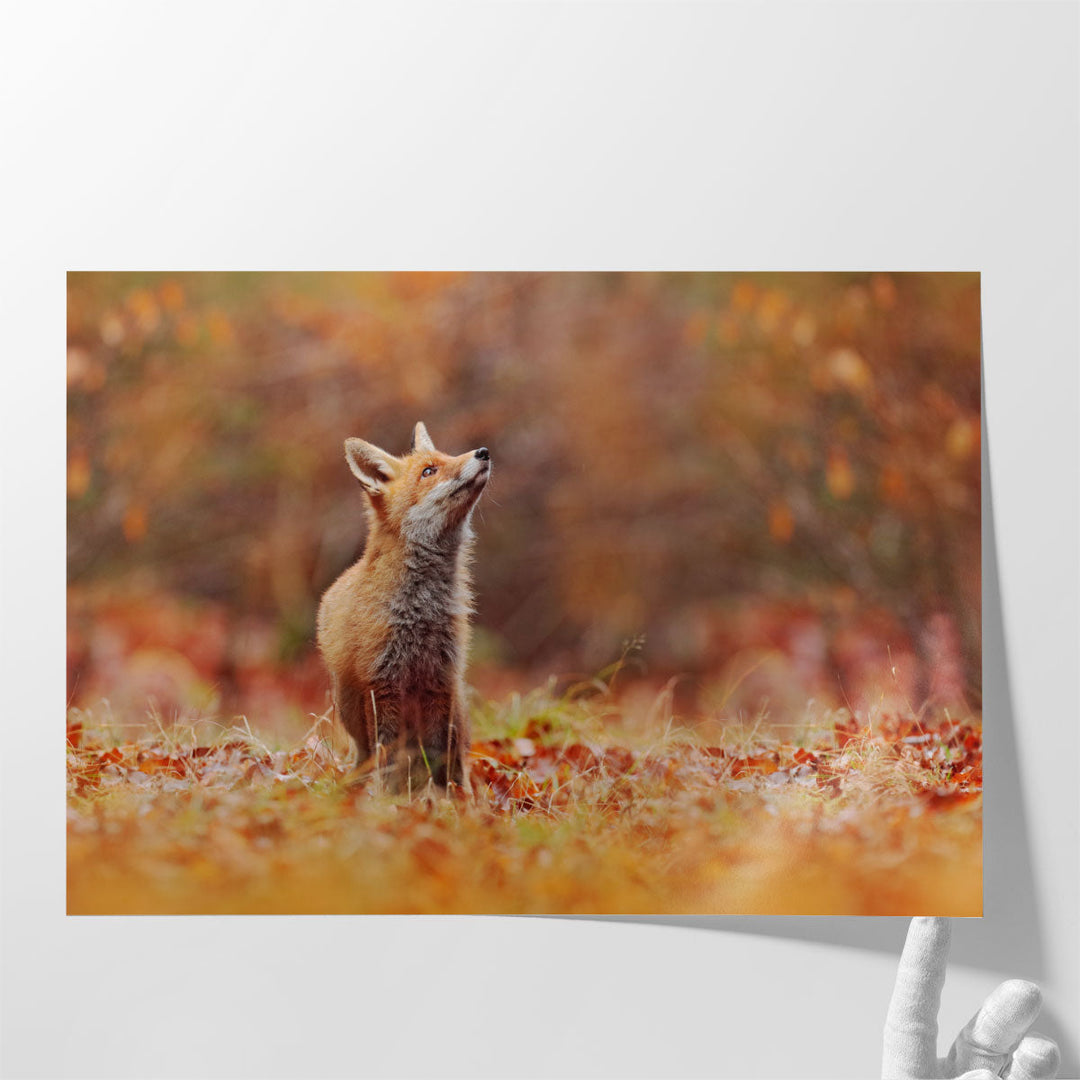 Cute Red Fox in Fall Forest - Canvas Print Wall Art