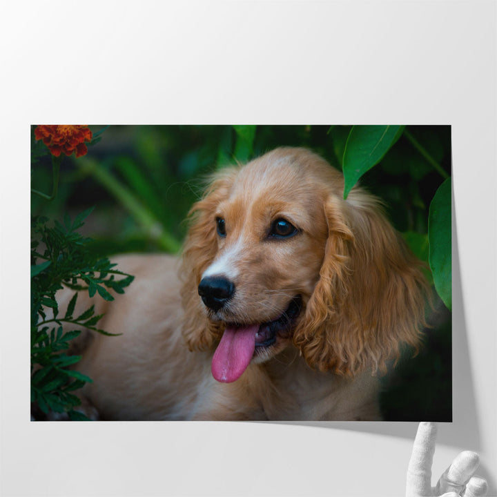 A Happy Cocker Spaniel - Canvas Print Wall Art