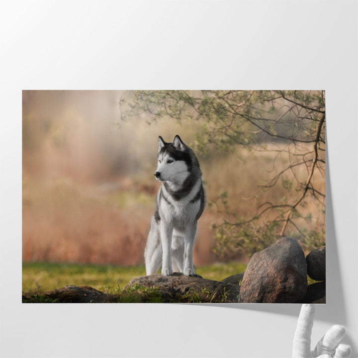 Beautiful Siberian Husky in Nature - Canvas Print Wall Art