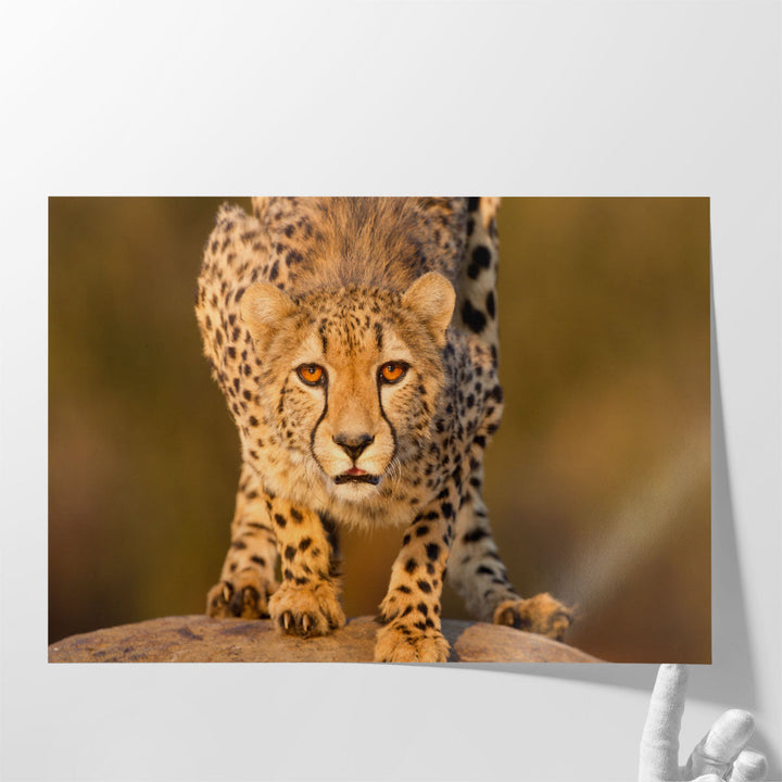 Cheetah Crouching on a Rock - Canvas Print Wall Art