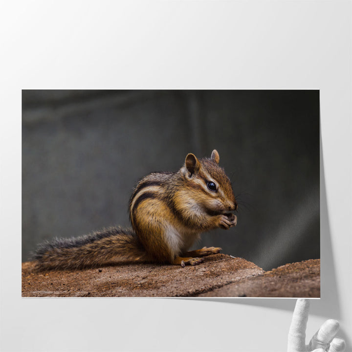 Chipmunk With Stone in His Cute Hands - Canvas Print Wall Art