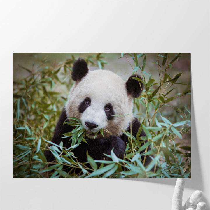 Giant Panda During His Lunch - Canvas Print Wall Art