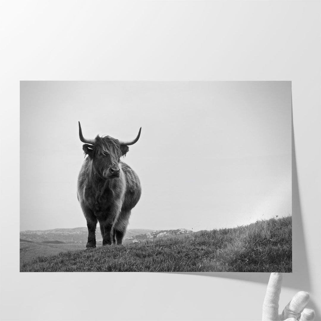 Highland Cow - Black and White - Canvas Print Wall Art