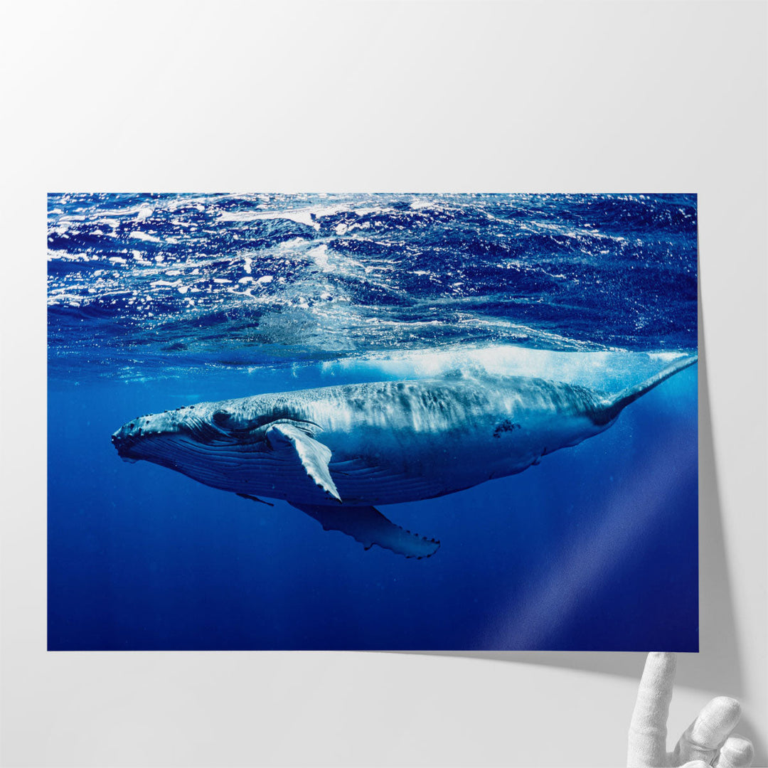 Humpback Whale - Canvas Print Wall Art