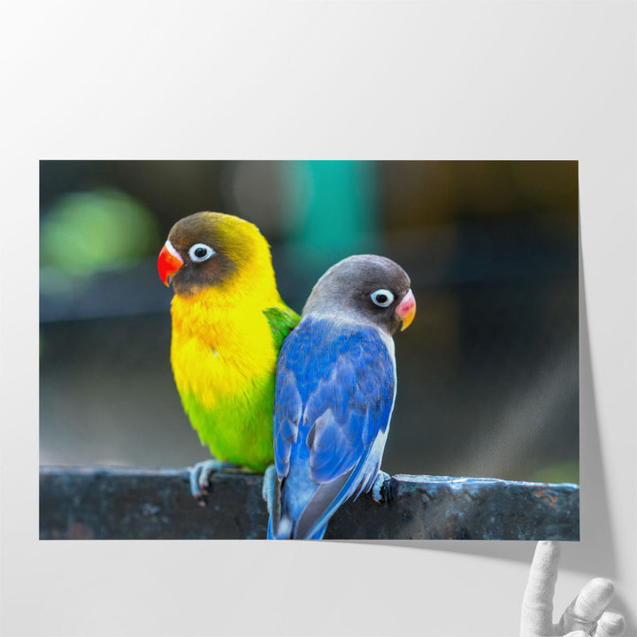 Lovebird Parrots Sitting Together - Canvas Print Wall Art