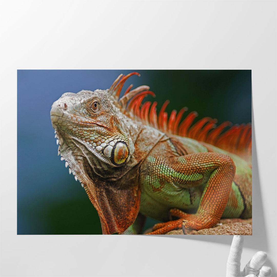 Red Crested Iguana - Canvas Print Wall Art