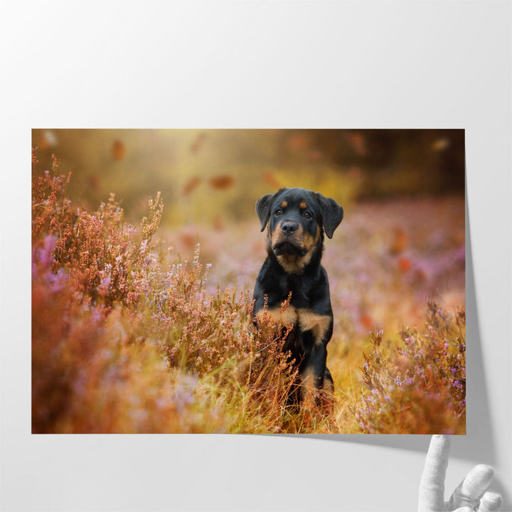 Rottweiler Puppy in Nature - Canvas Print Wall Art