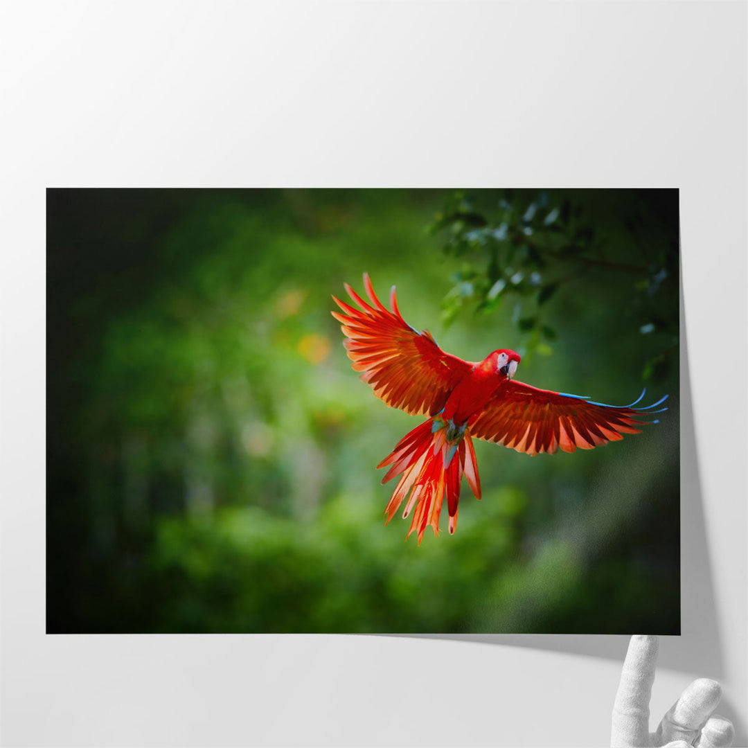 Scarlet Macaw Parrot - Canvas Print Wall Art