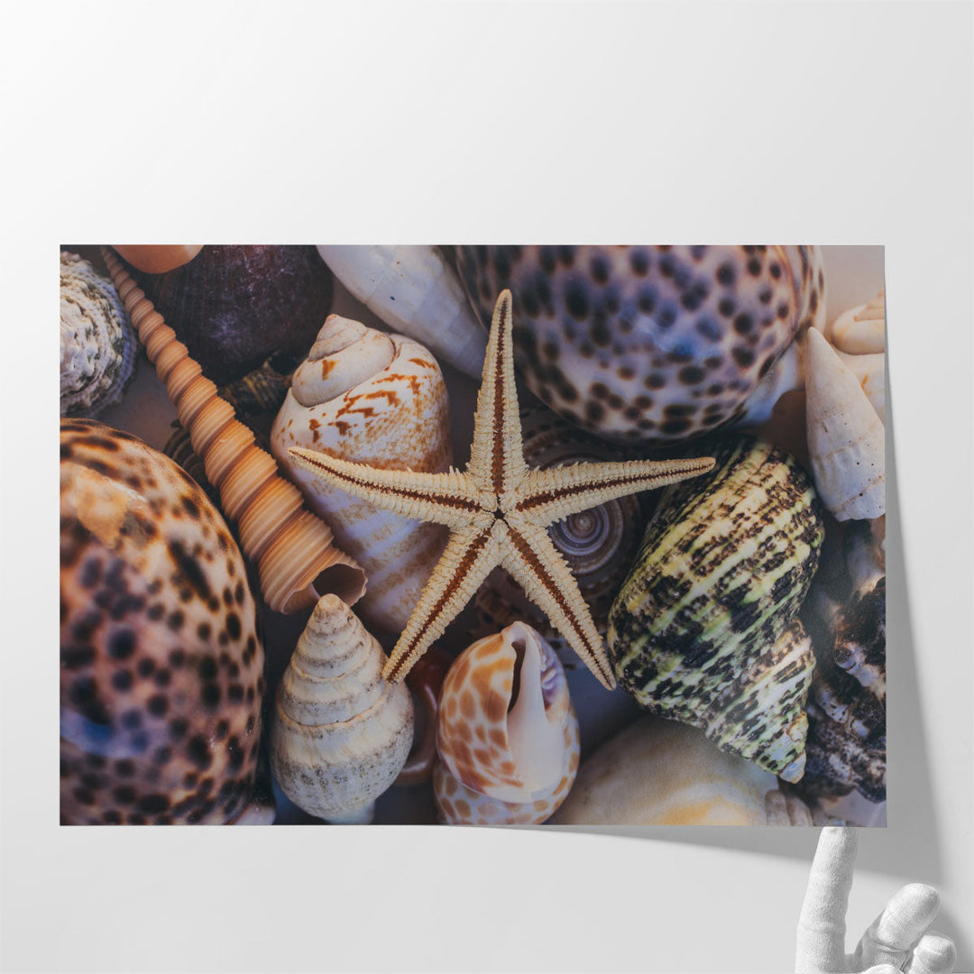 Seashells and Starfish - Canvas Print Wall Art