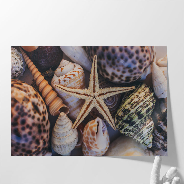 Seashells and Starfish - Canvas Print Wall Art