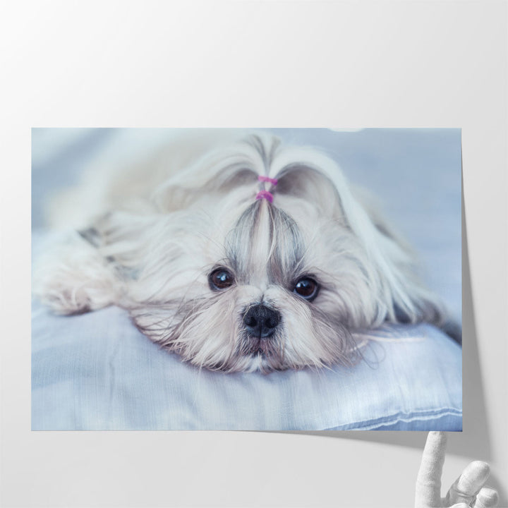 Shih Tzu Dog Lying on Bed - Canvas Print Wall Art