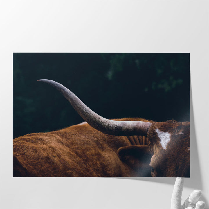 Texas Longhorn Cow Close Up - Canvas Print Wall Art