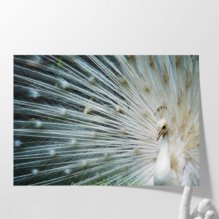 White Peacock - Canvas Print Wall Art