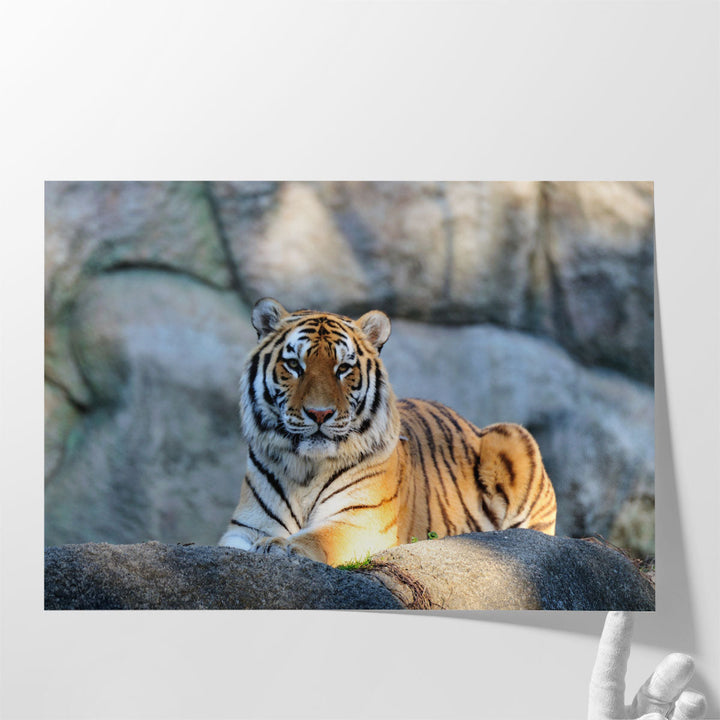 A Tiger During Sunny Day - Canvas Print Wall Art