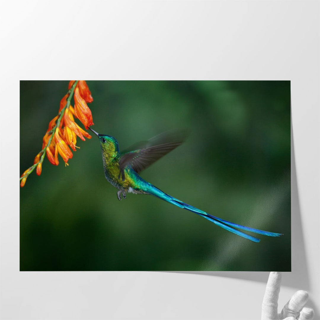 Hummingbird with Long Blue Tail Feeding - Canvas Print Wall Art