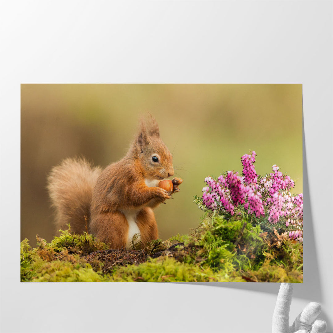 Red Squirrel Playing Around Heather And Moss - Canvas Print Wall Art