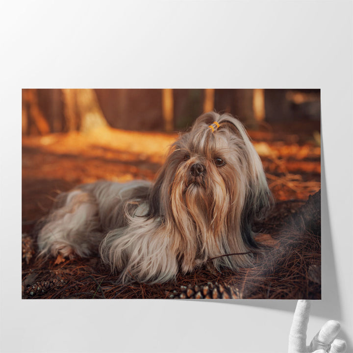 Shih Tzu Dog Resting in Forest at Sunset - Canvas Print Wall Art