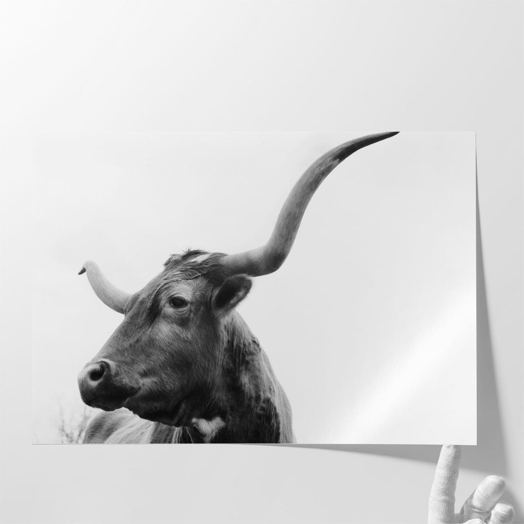 Texas Longhorn Cow Close Up on White Background - Canvas Print Wall Art