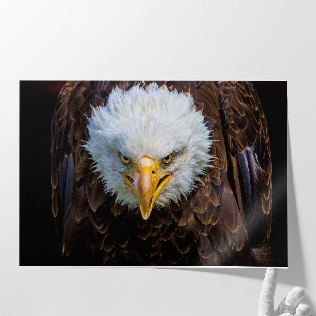 An Angry American Eagle on Black Background - Canvas Print Wall Art