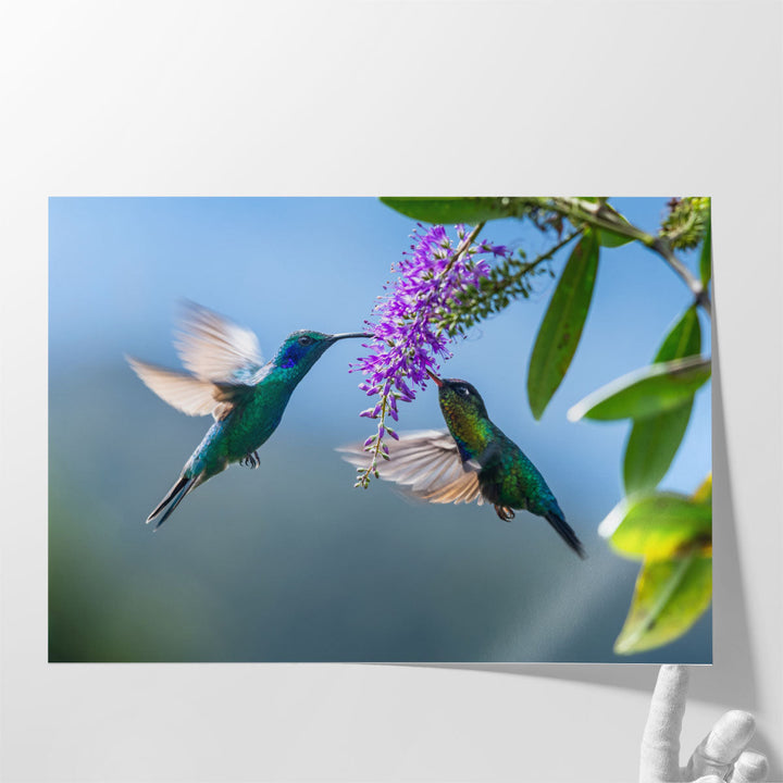 Green Hermit a Rare Hummingbird - Canvas Print Wall Art