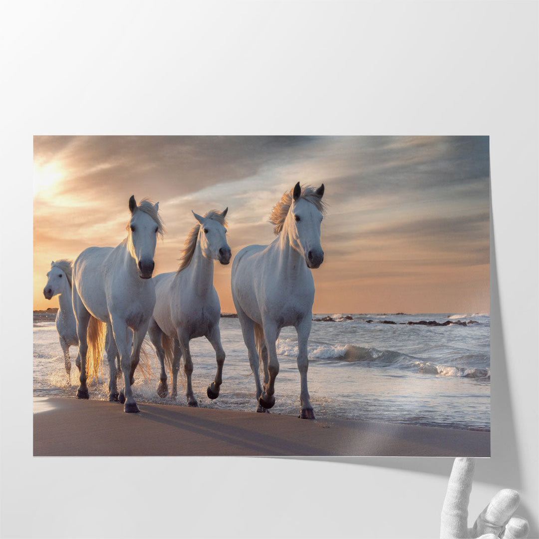 Herd of White Horses Running Through The Water - Canvas Print Wall Art