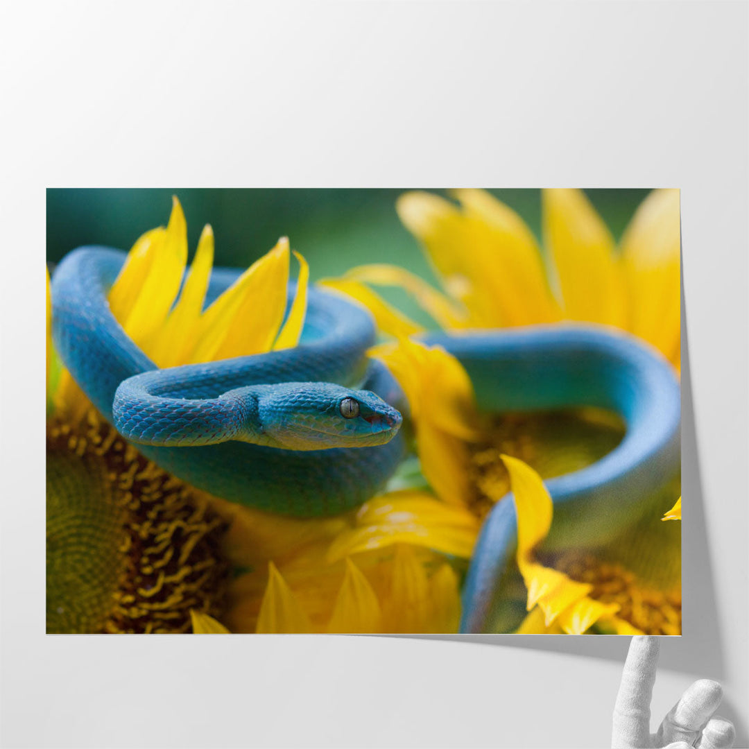 Blue Viper Snake On Sunflower - Canvas Print Wall Art