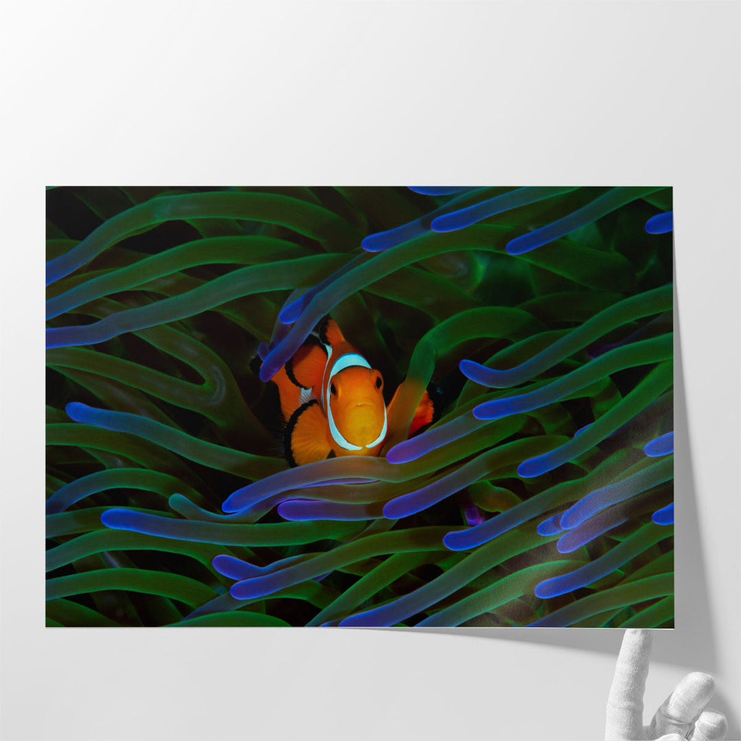 A Cute Orange Clownfish Isolated - Canvas Print Wall Art