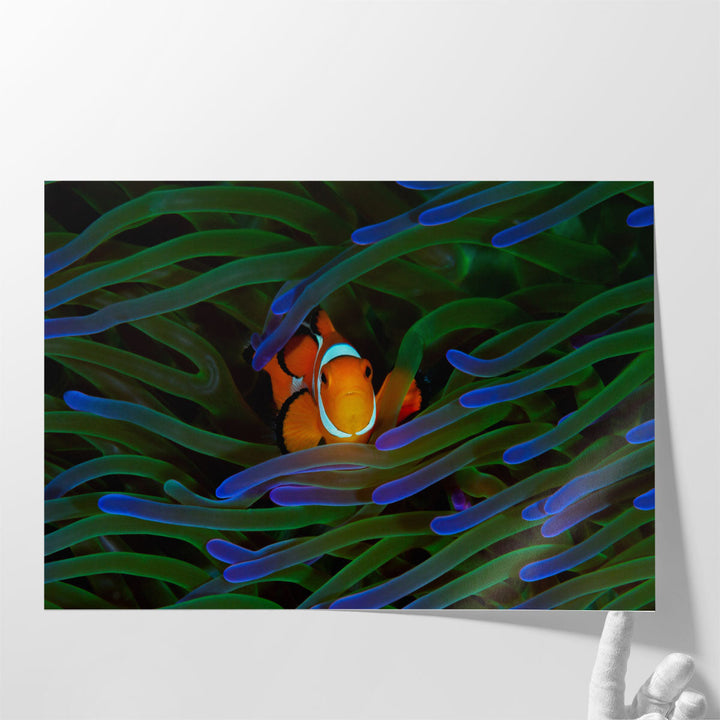 A Cute Orange Clownfish Isolated - Canvas Print Wall Art