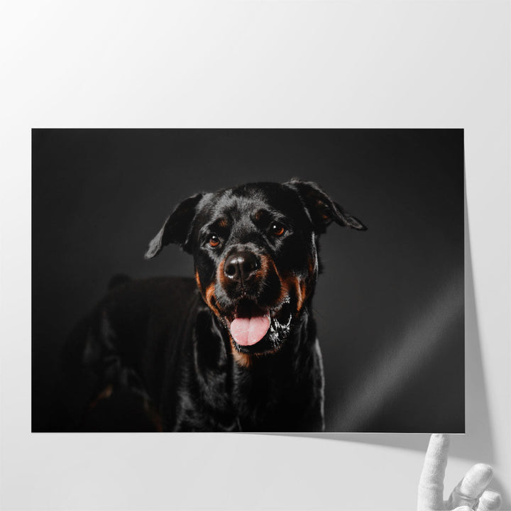 Rottweiler Dog on a Black Background - Canvas Print Wall Art