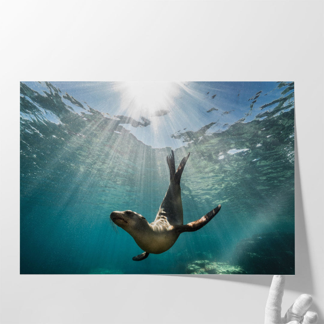 California Sea Lion Seal Enjoying The Sun Rays - Canvas Print Wall Art