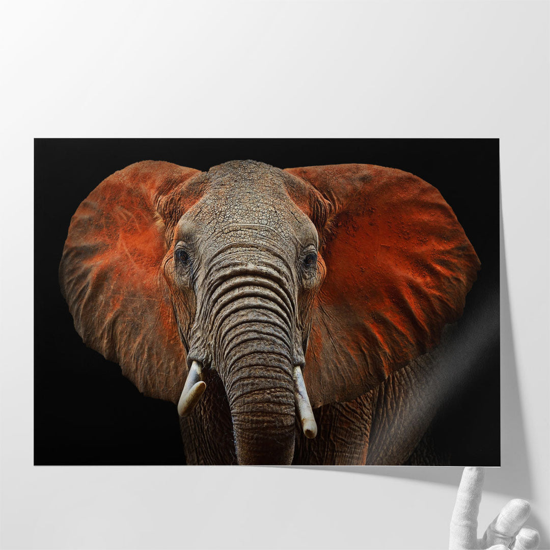 An African Elephant With Black Background - Canvas Print Wall Art