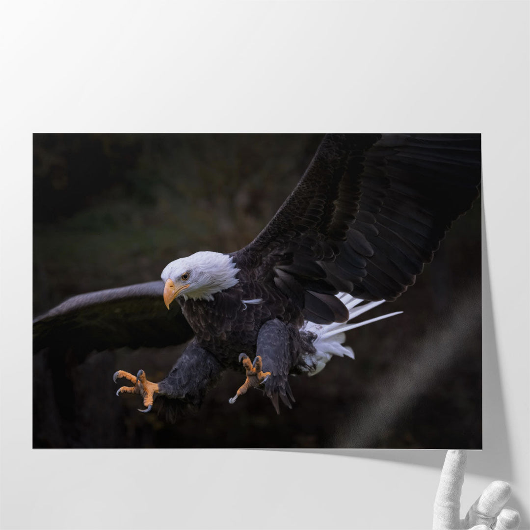 An Eagle Setting for Landing - Canvas Print Wall Art