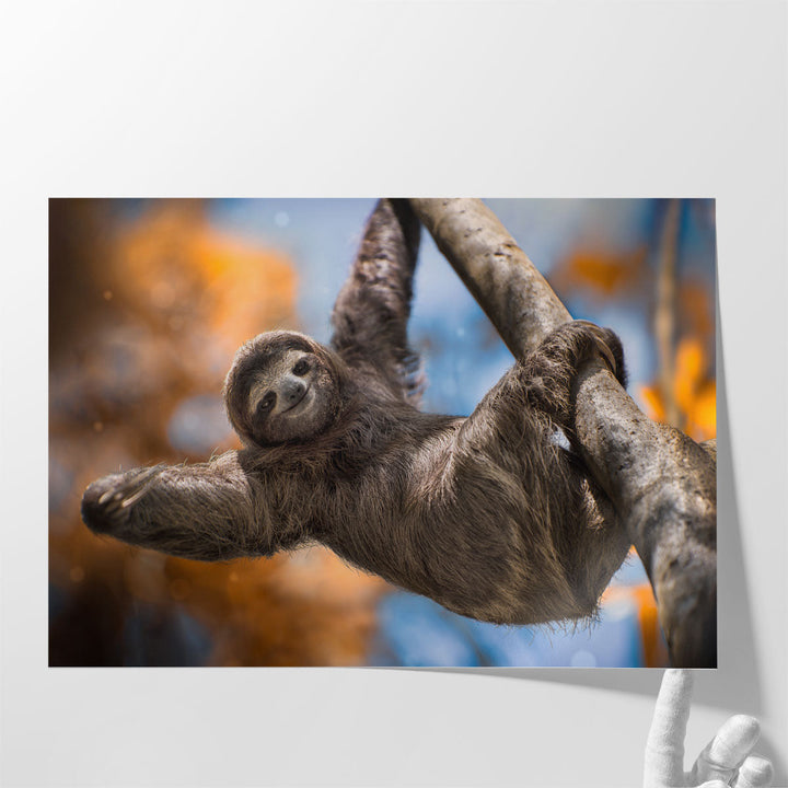 A Happy Sloth in Costa Rica - Canvas Print Wall Art