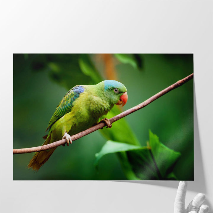 Blue-Naped Parrot, Tanygnathus Lucionensis Closeup - Canvas Print Wall Art