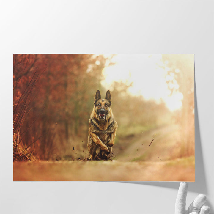 Young German Shepherd Dog Running in Sunset Nature - Canvas Print Wall Art