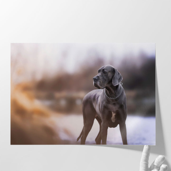 An Amazing Closeup of A Blue Great Dane - Canvas Print Wall Art