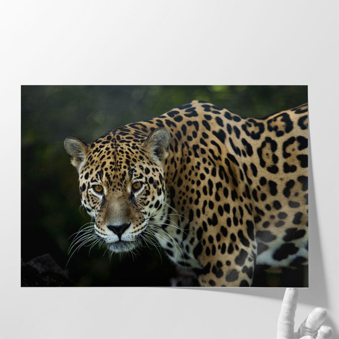 An Isolated Leopard's Closeup - Canvas Print Wall Art