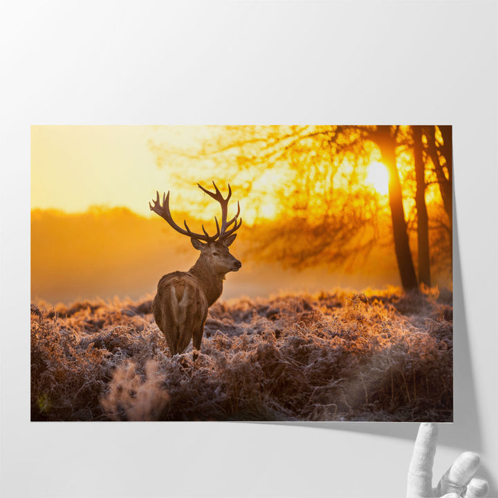 Red Deer Stag in Forest During Sunrise - Canvas Print Wall Art