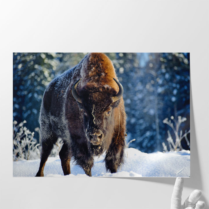 Aurochs, Bison in the Wild in Winter - Canvas Print Wall Art