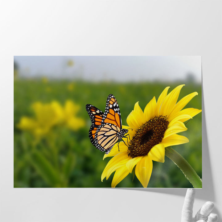 Butterfly on Sunflower - Canvas Print Wall Art