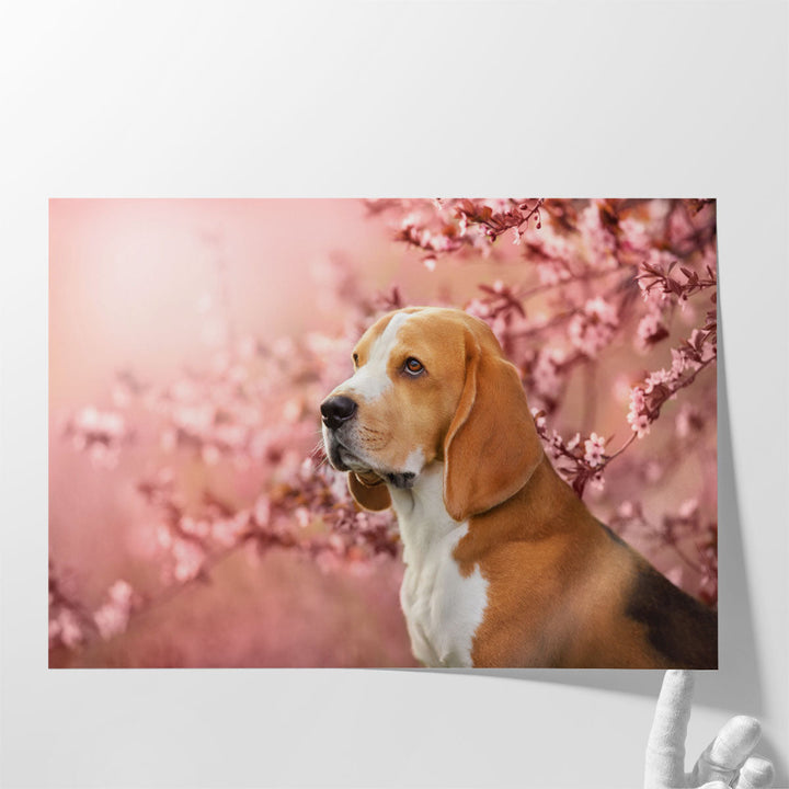 Beagle Dog Portrait in Spring Sakura Cherry Blossom Tree - Canvas Print Wall Art