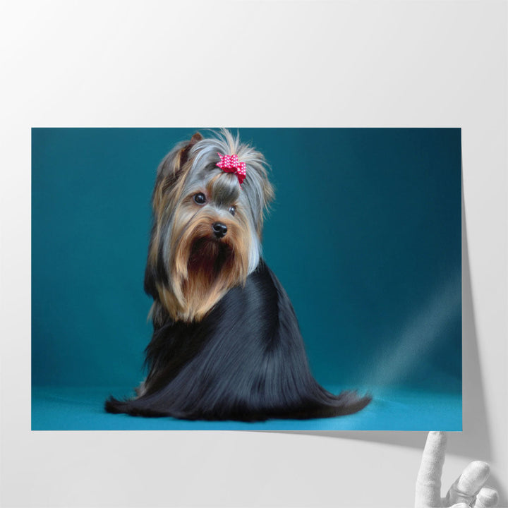 Long Haired Yorkshire Terrier on A Turquoise Background - Canvas Print Wall Art