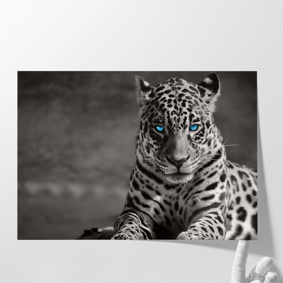 Black and White Jaguar With Blue Eyes - Canvas Print Wall Art