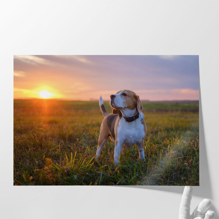 Beagle on a Walk During Sunset - Canvas Print Wall Art