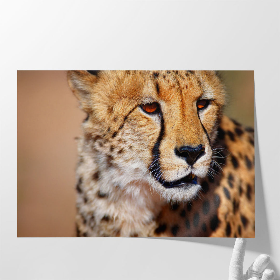 Cheetah Close-up in Kalahari Desert, South Africa - Canvas Print Wall Art