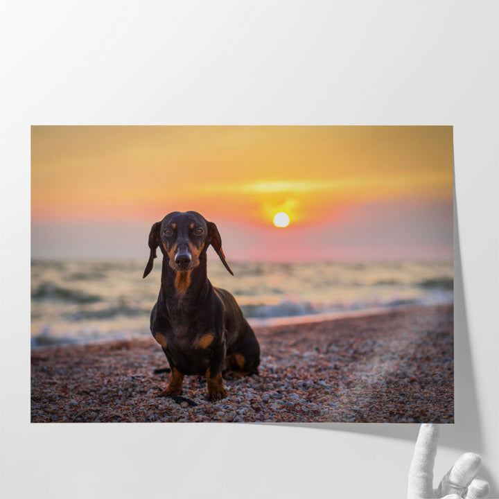 Dachshund on the Beach During Sunset - Canvas Print Wall Art