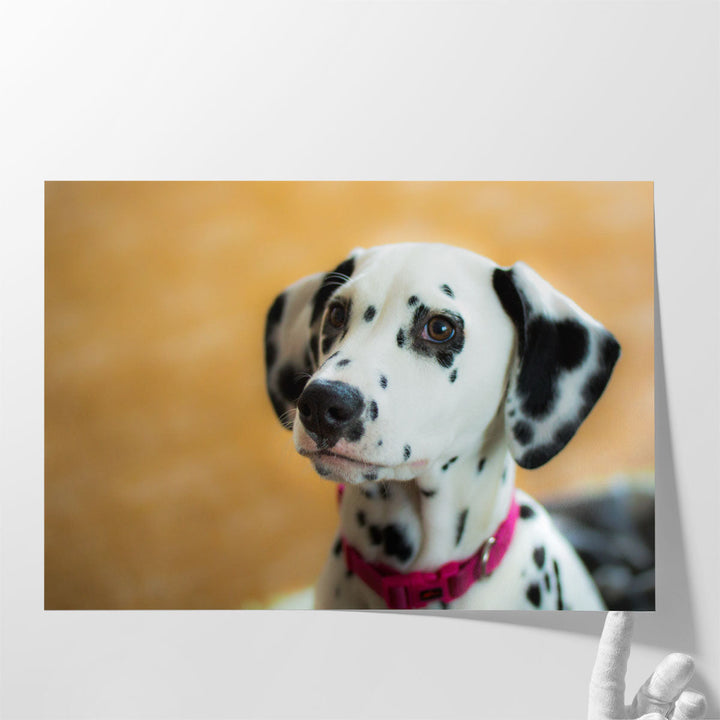 Dalmatian Aida Puppy's Closeup - Canvas Print Wall Art