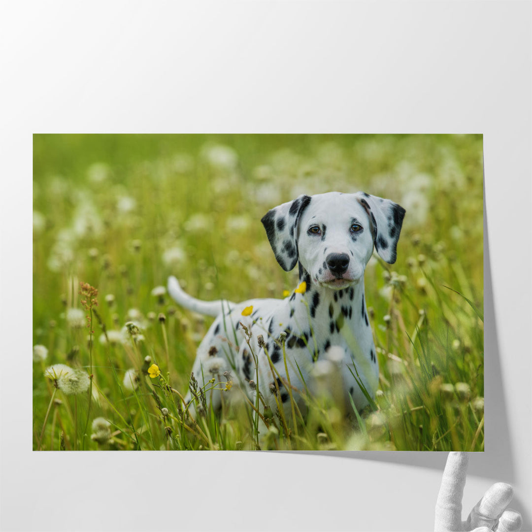 Dalmatian Puppy Standing in a Dandelion Meadow - Canvas Print Wall Art