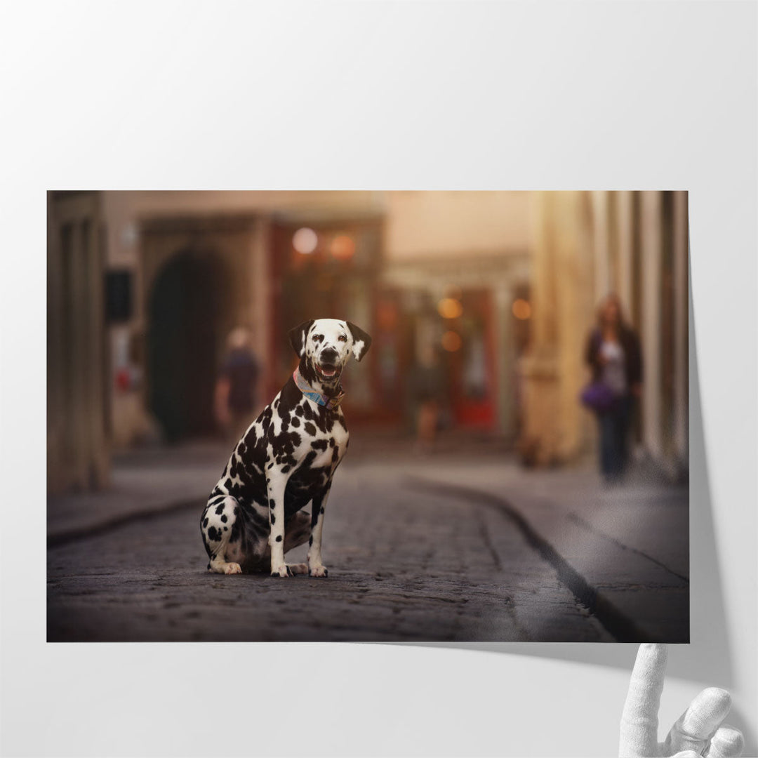 Dalmation Dog Sitting in a City - Canvas Print Wall Art